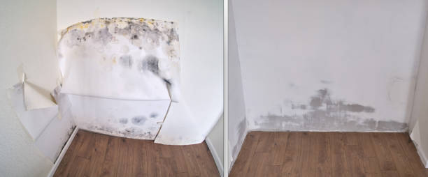 Office Mold Removal Services in Thruston, KY